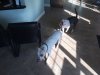 dogs.JPG